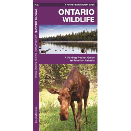 Ontario Wildlife: A Folding Pocket Guide to Familiar Animals