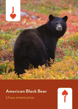 Load image into Gallery viewer, Mammals of North America Playing Cards
